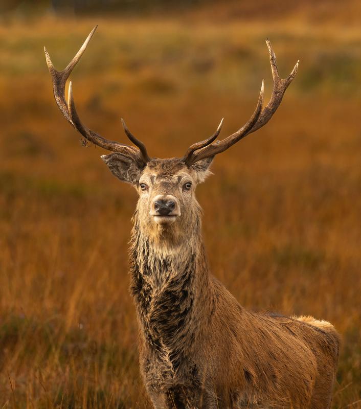 Stag Portrait Livingston Camera Club